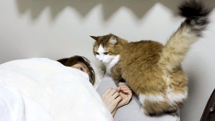 お母さんのお見舞いをする猫さん