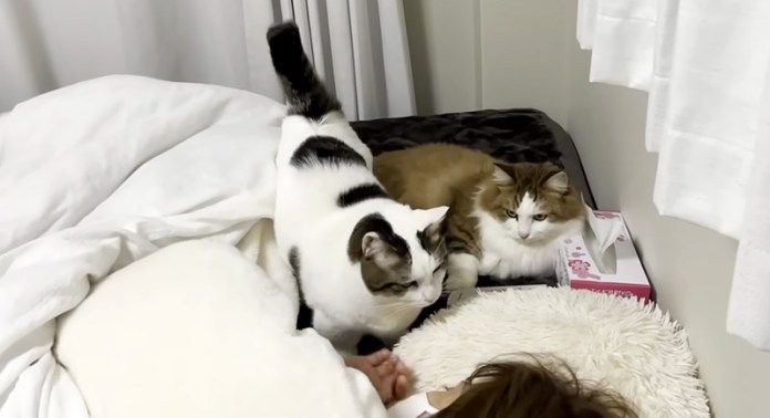 お母さんのそばに来た猫さん