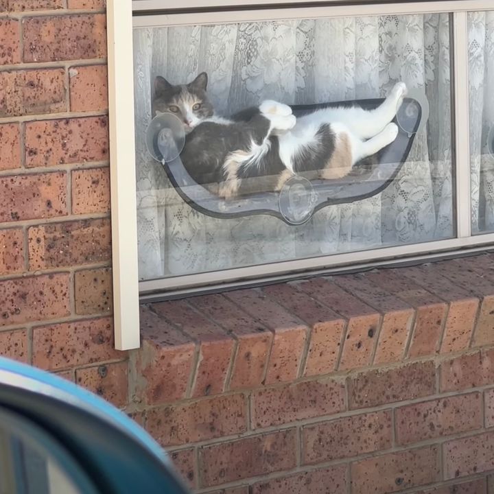 泰平の眠りを覚ますクラクション、たった1発で猫は不満げ