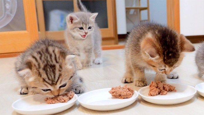 ご飯に遅れた子猫