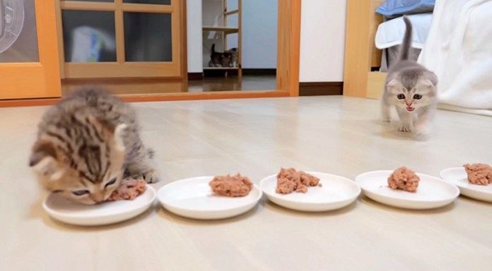 ご飯を食べる子猫
