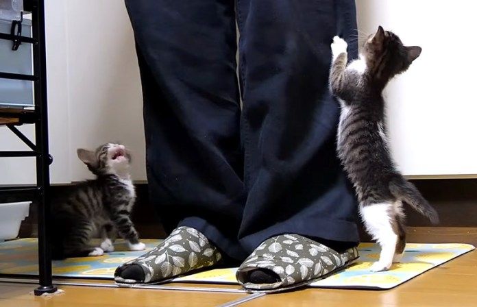 ご飯の催促をする子猫達