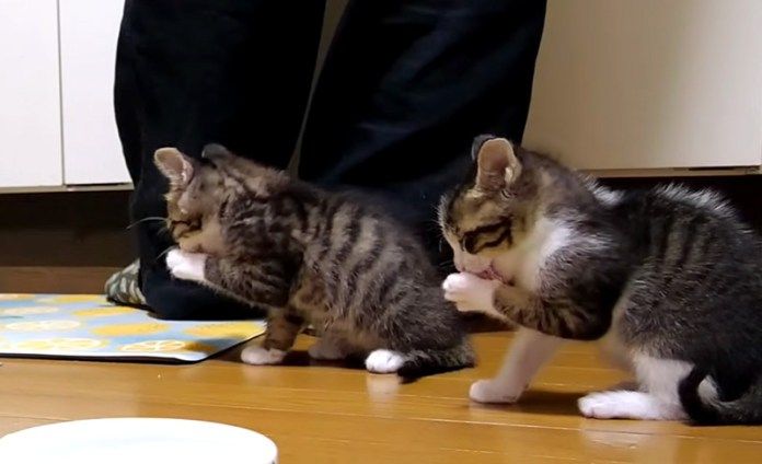 シンクロする子猫達