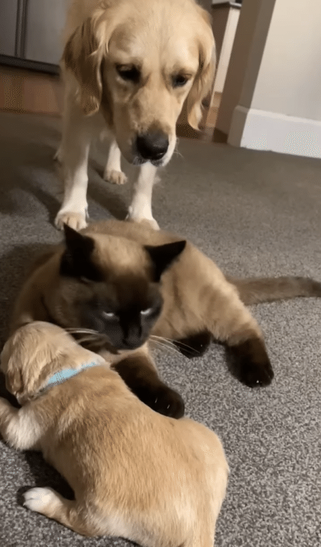 「大変、子犬が呼んでるニャ」 親よりも親らしい猫さん。