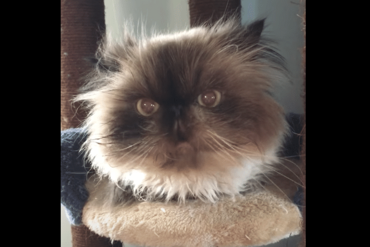 そんなに怒ってどうしたの？ムニャムニャ文句を言う猫さん。