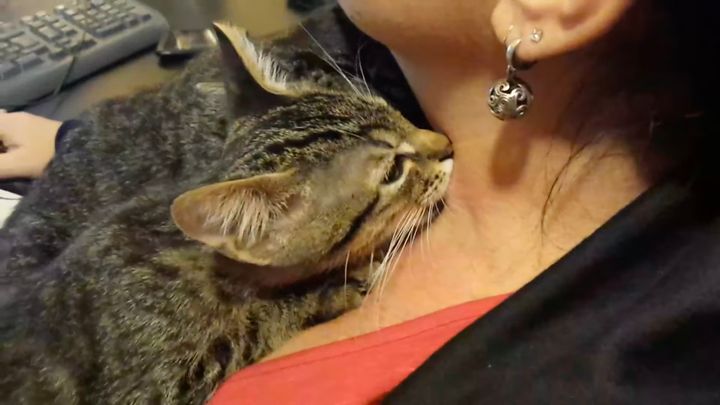 飼い主の首にチュウチュウ吸い付く猫たち、一心不乱なうっとり顔で