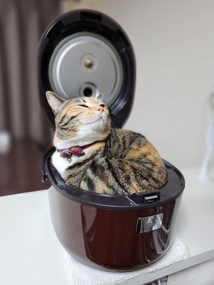 炊飯器の中で気持ちよさそうに眠る三毛猫のむぎちゃん