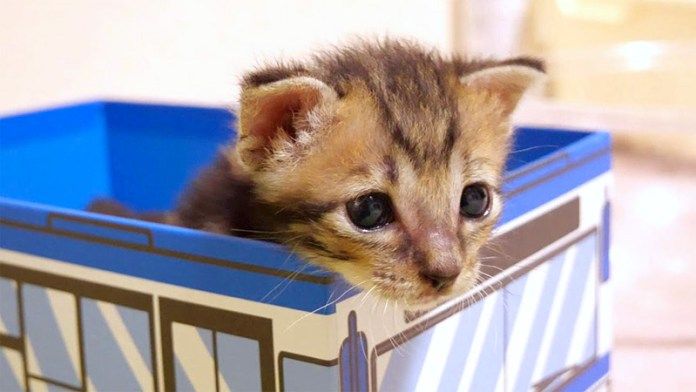 猫バスから出たい子猫