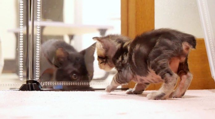 黒猫に接近する子猫