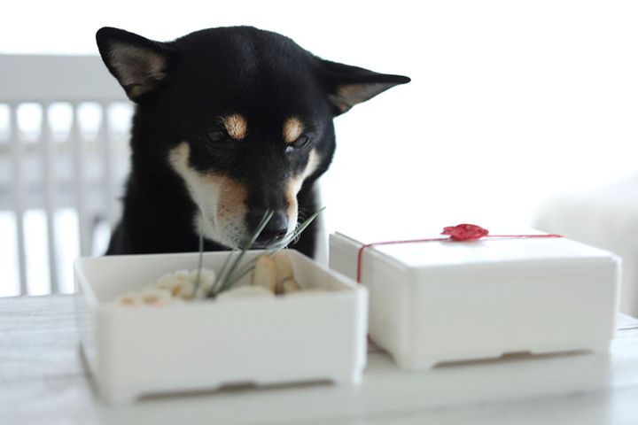 犬用おせち