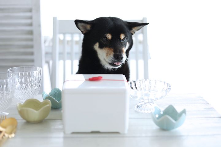 犬用おせち