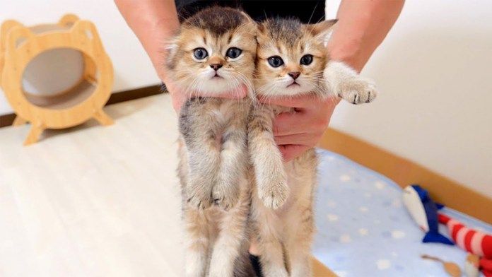 捕まった子猫達