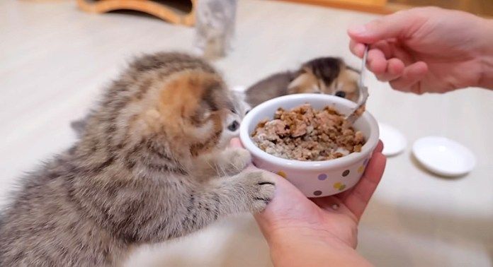 ご飯が食べたい子猫達