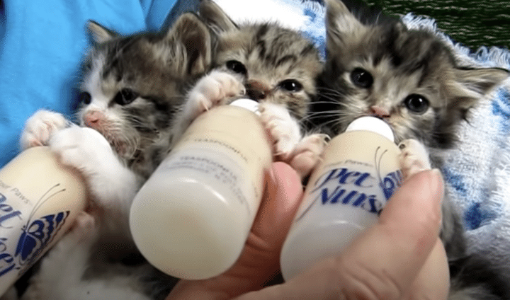 癒しのかたまり〜。チュパチュパとミルクを飲む子猫たち。