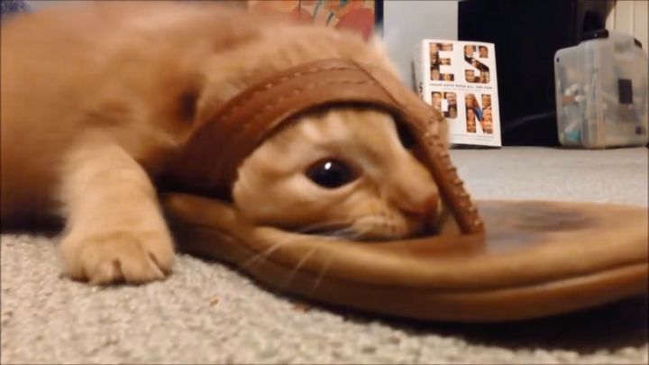 猫突猛進ビーサン戦車、カメラを見ながらズイズイ進撃