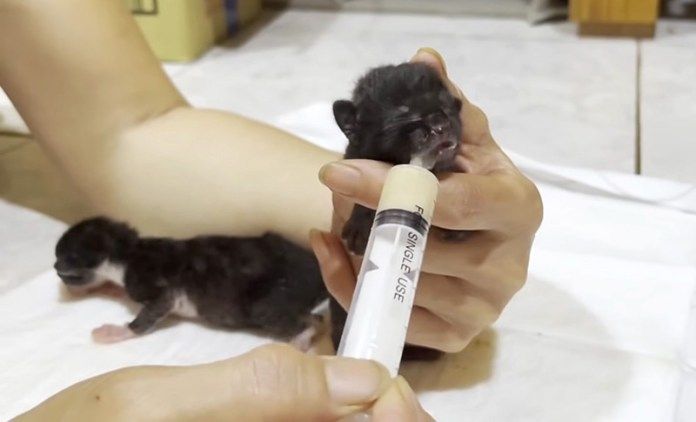 ミルクを飲む子猫