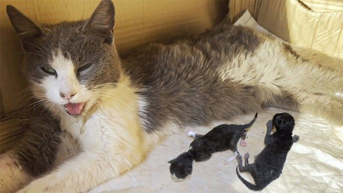 危険な状態の猫の親子