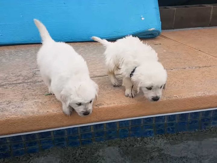 初めてのプール、ちょっと怖い？