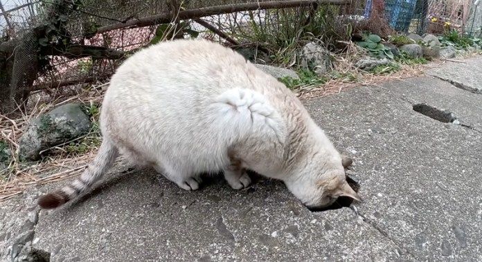 側溝を覗く猫