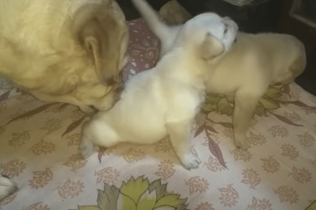 「ケンカしてごめんなさい」母犬に説教されて落ち込む子犬。