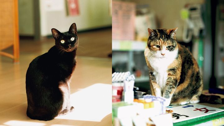 東京〈湯処じんのび〉看板猫のケイとのり巻き