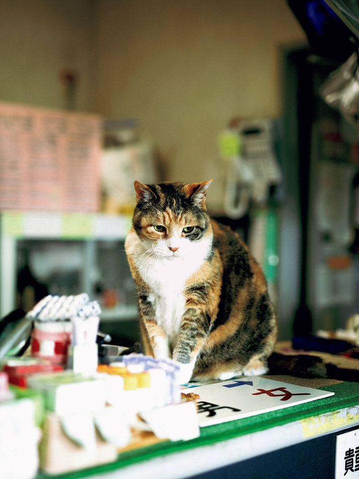 東京〈湯処じんのび〉看板猫のケイ