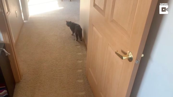 自宅の廊下に確かな足跡残した猫、4年にわたりコツコツ歩いて