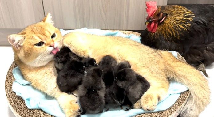 ヒヨコを育てる子猫