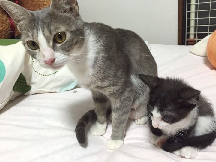 保護した当時の母猫ミューズと、生まれた子猫の詩音くん