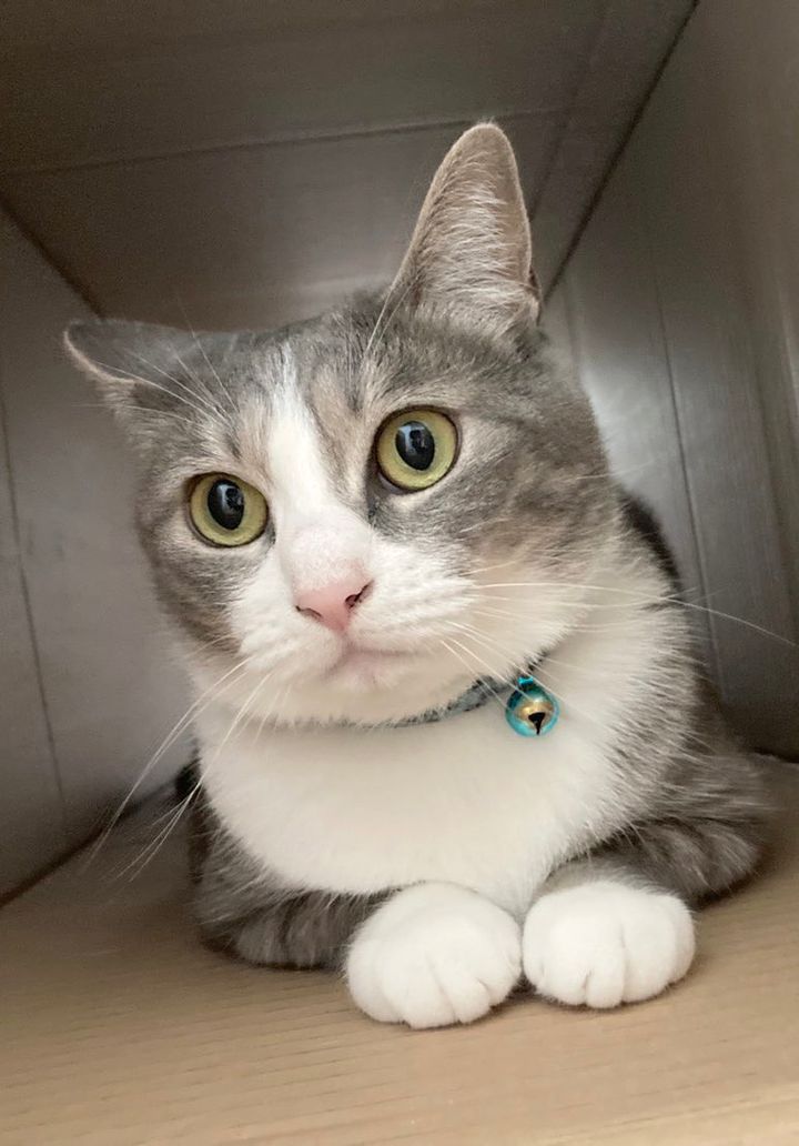 栃木県日光市で迷子猫になったミューズ