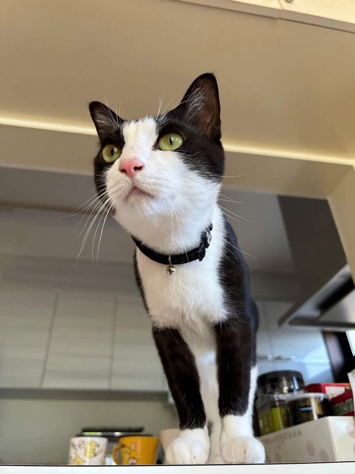 黒白ハチワレ猫の詩音くん