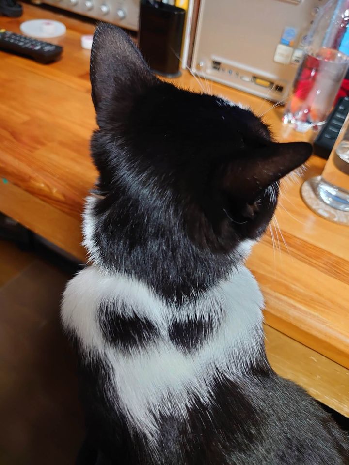 天使の翼のような模様（毛柄）を持つ黒白猫の詩音くん