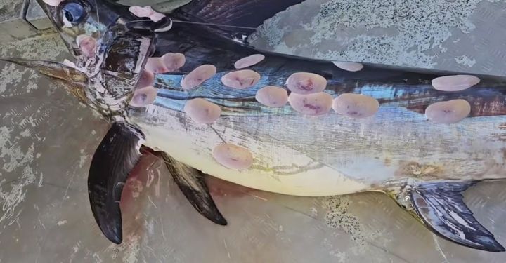 豪州で「穴だらけのカジキ」が引き揚げられる！犯人の正体とは？