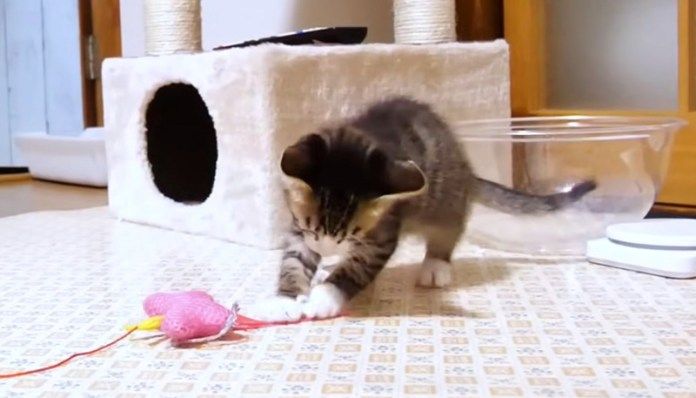 オモチャで遊ぶ子猫