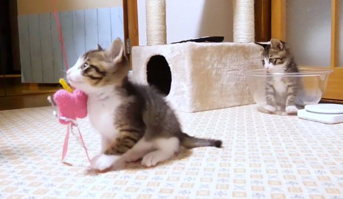 ボウルに入る子猫