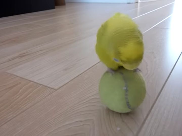 えっ…上手すぎない？