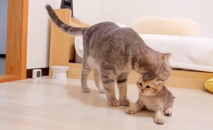 子猫を促す母猫