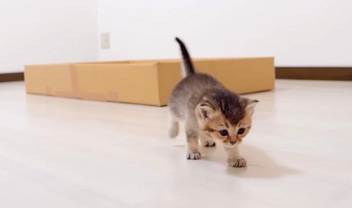 歩き回る子猫