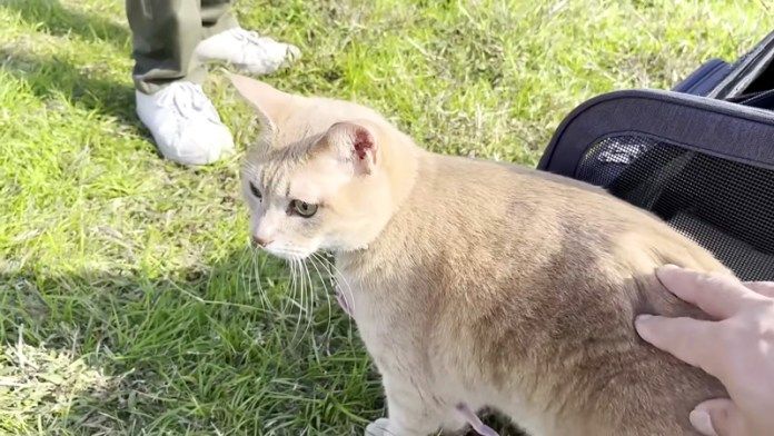 河川敷を散歩する猫