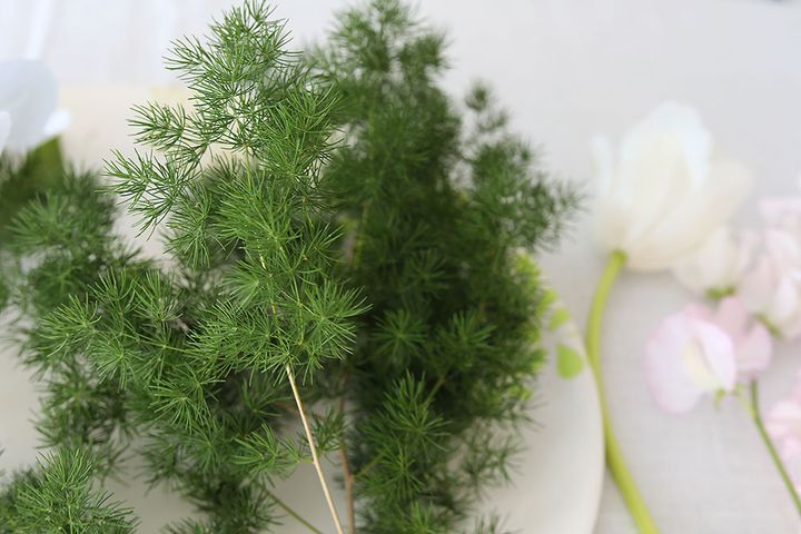 アスパラ・ミリオグラタス