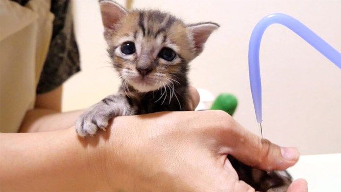 お尻を洗う子猫