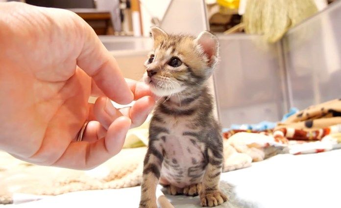 まったりする子猫