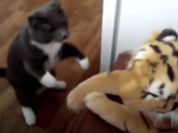 「トラなんかに負けないんだから！」本気の猫パンチで攻撃！