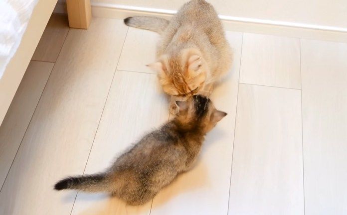 母猫に甘える子猫