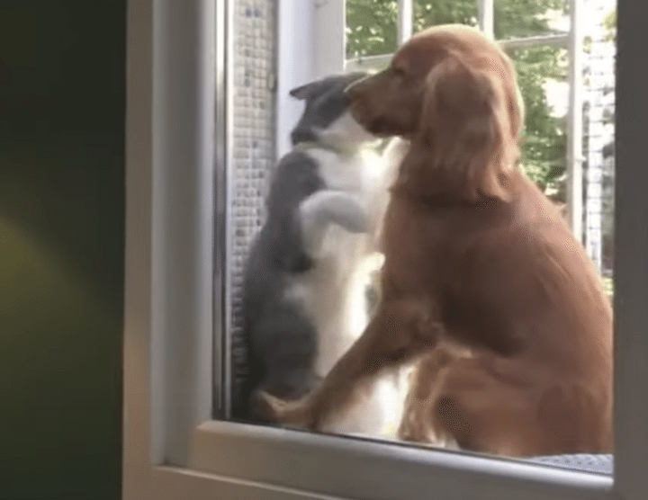 本当に仲が良さそう！ 窓辺で楽しそうに遊ぶ犬と猫♪