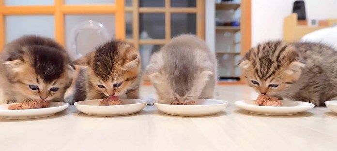 ご飯を食べる子猫達