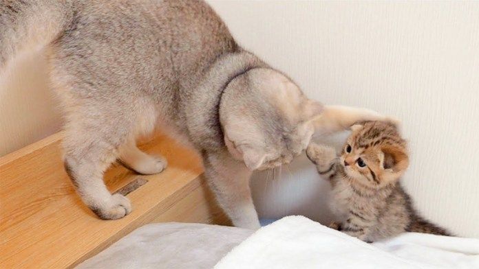 返り討ちにあう子猫