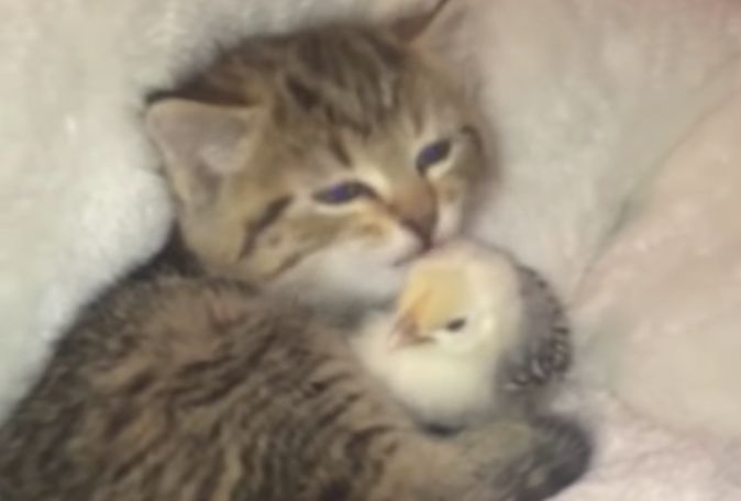 可愛すぎ！ ヒナと子猫、小さい子同士でぎゅーっと抱き合って♡