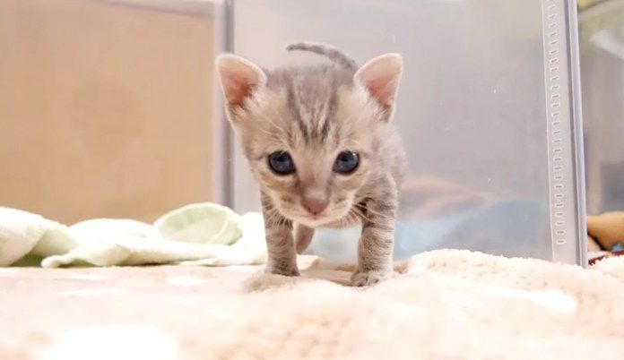 兄弟を待つ子猫