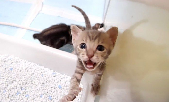 大慌てな子猫